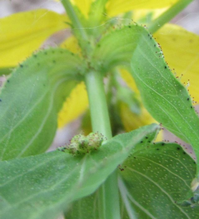 Hypericum perfoliatum